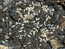 Load image into Gallery viewer, Trichoniscus sp. “Dwarf purple”