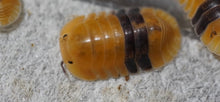 Load image into Gallery viewer, Cubaris sp. Amber
