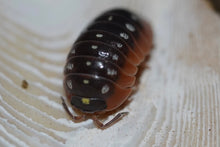 Load image into Gallery viewer, Armadillidium kluggi “Montenegro”