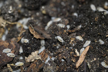 Load image into Gallery viewer, Trichorhina tomentosa “Dwarf White”