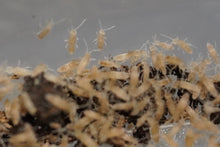 Load image into Gallery viewer, Springtails (Tropical pink)