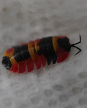 Load image into Gallery viewer, Merulanella sp. Blister