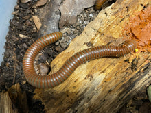 Load image into Gallery viewer, Spirostreptida sp Uruguay/Tanzania