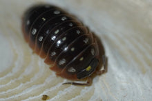 Load image into Gallery viewer, Armadillidium kluggi “Montenegro”