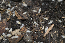Load image into Gallery viewer, Trichorhina tomentosa “Dwarf White”