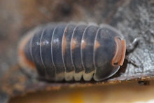 Load image into Gallery viewer, Cubaris sp. Pak Chong