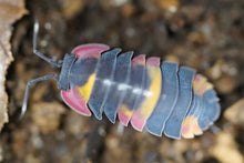 Load image into Gallery viewer, Merulanella sp. Tricolor