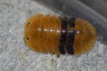 Load image into Gallery viewer, Cubaris sp. Amber