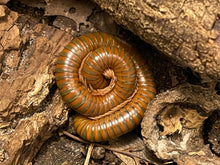 Load image into Gallery viewer, Spirostreptida sp Uruguay/Tanzania