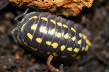 Load image into Gallery viewer, Armadillidium gestroi
