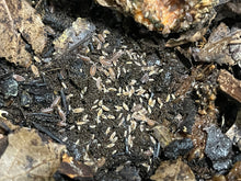 Load image into Gallery viewer, Trichoniscus sp. “Dwarf purple”