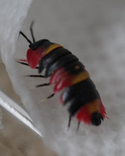 Load image into Gallery viewer, Merulanella sp. Blister