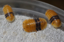 Load image into Gallery viewer, Cubaris sp. Amber