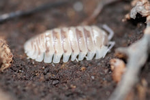 Load image into Gallery viewer, Armadillidium Espanyoli Sp. “Marbleized”