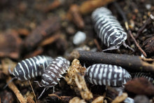 Load image into Gallery viewer, Armadillidium maculatum “zebra”