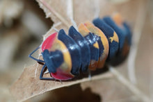 Load image into Gallery viewer, Merulanella sp. Tricolor