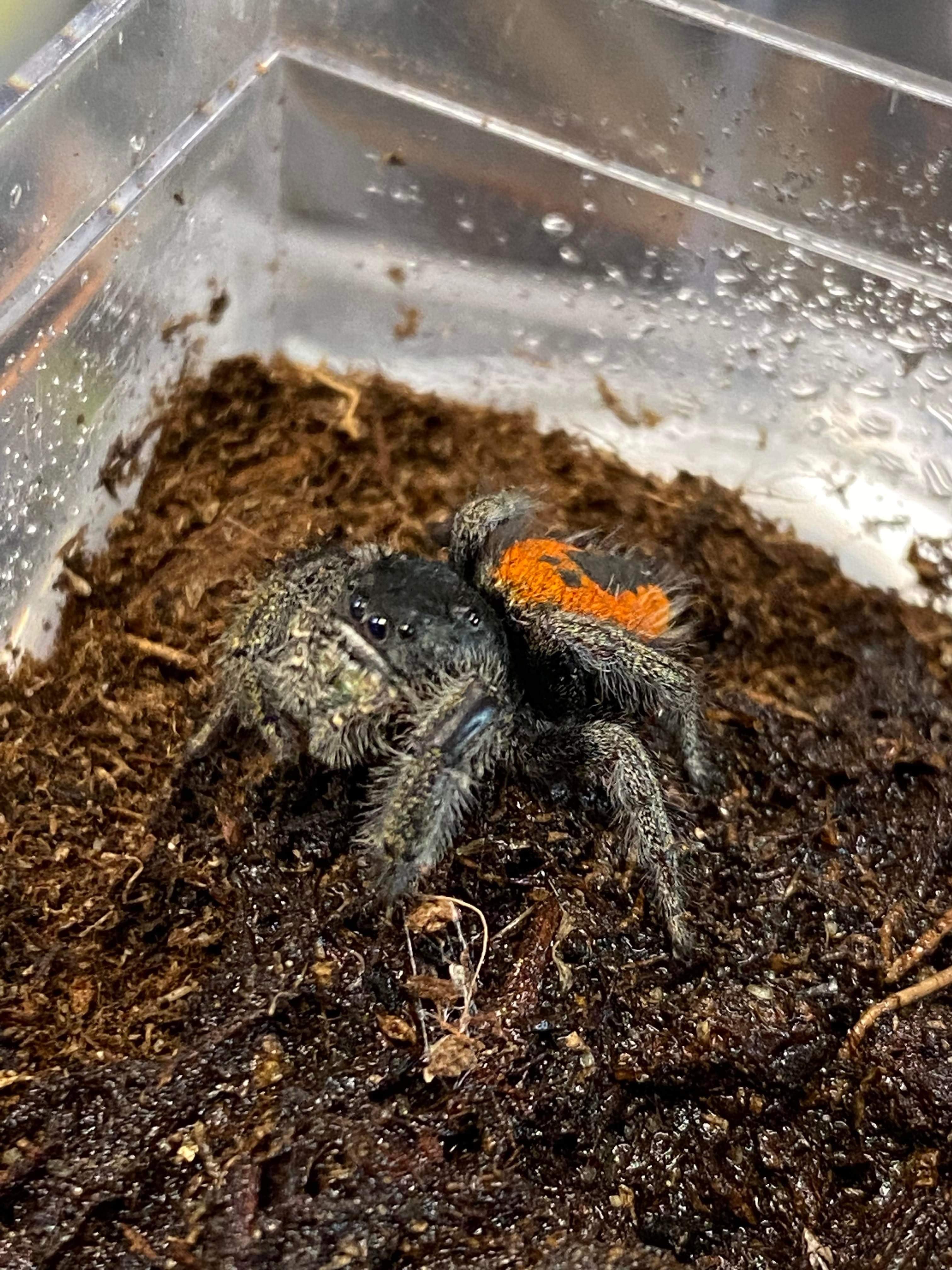 US Invertebrate's red-backed jumper