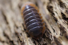 Load image into Gallery viewer, Cubaris Iriomotensis “Miyako”
