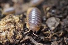 Load image into Gallery viewer, Cubaris Iriomotensis “Miyako”