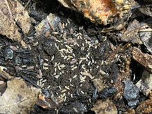 Load image into Gallery viewer, Trichoniscus sp. “Dwarf purple”