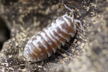Load image into Gallery viewer, Armadillidium maculatum “zebra”