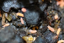 Load image into Gallery viewer, Springtails (Orange)