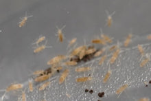 Load image into Gallery viewer, Springtails (Tropical pink)