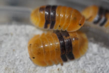 Load image into Gallery viewer, Cubaris sp. Amber