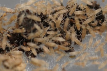 Load image into Gallery viewer, Springtails (Tropical pink)
