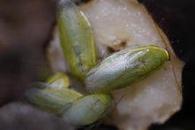 Load image into Gallery viewer, Panchlora nivea “Tuscaloosa” Green Banana Roach