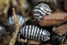 Load image into Gallery viewer, Armadillidium maculatum “zebra”