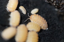 Load image into Gallery viewer, Cristarmadillidium muricatum