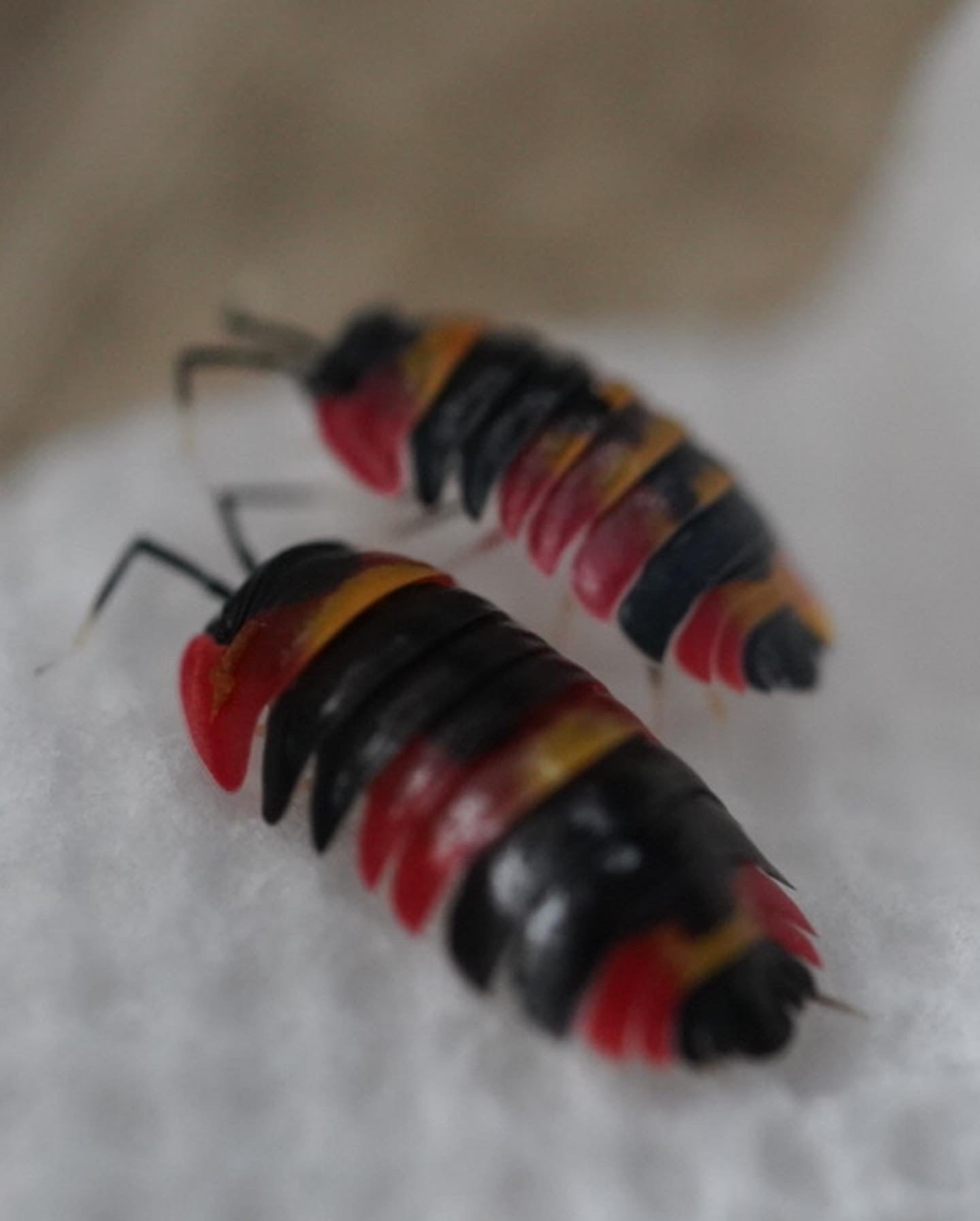 Merulanella sp. Blister Fire 6+1匹 飼育Kit付き
