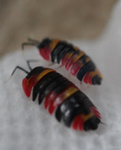 Load image into Gallery viewer, Merulanella sp. Blister