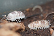 Load image into Gallery viewer, Armadillidium Espanyoli Sp. “Marbleized”