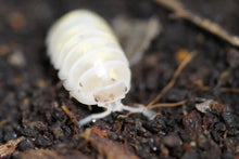 Load image into Gallery viewer, Armadillidium Vulgare “USA magic potion”