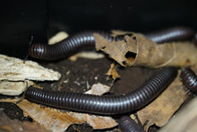 Load image into Gallery viewer, Spiropoeus Fishceri (Matte black African giant)