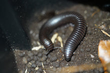 Load image into Gallery viewer, Spiropoeus Fishceri (Matte black African giant)