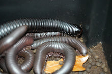Load image into Gallery viewer, Spiropoeus Fishceri (Matte black African giant)