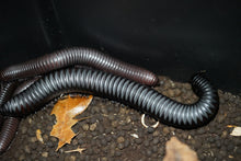 Load image into Gallery viewer, Spiropoeus Fishceri (Matte black African giant)