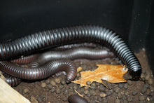 Load image into Gallery viewer, Spiropoeus Fishceri (Matte black African giant)