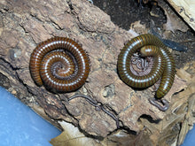 Load image into Gallery viewer, Telodeinopus aoutii (African olive giant millipede)