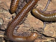 Load image into Gallery viewer, Telodeinopus aoutii (African olive giant millipede)