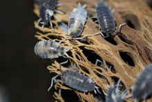 Load image into Gallery viewer, Porcellionides pruinosus "powder blue, powder orange, whiteout, oreo crumble"