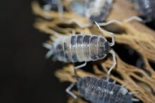 Load image into Gallery viewer, Porcellionides pruinosus "powder blue, powder orange, whiteout, oreo crumble"
