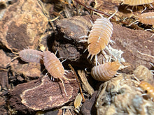 Load image into Gallery viewer, Porcellionides pruinosus "powder blue, powder orange, whiteout, oreo crumble"