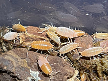 Load image into Gallery viewer, Porcellionides pruinosus "powder blue, powder orange, whiteout, oreo crumble"
