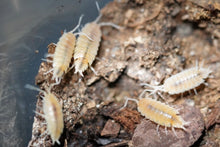 Load image into Gallery viewer, Porcellionides pruinosus "powder blue, powder orange, whiteout, oreo crumble"
