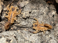 Load image into Gallery viewer, Tityus stigmurus