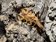 Load image into Gallery viewer, Tityus stigmurus